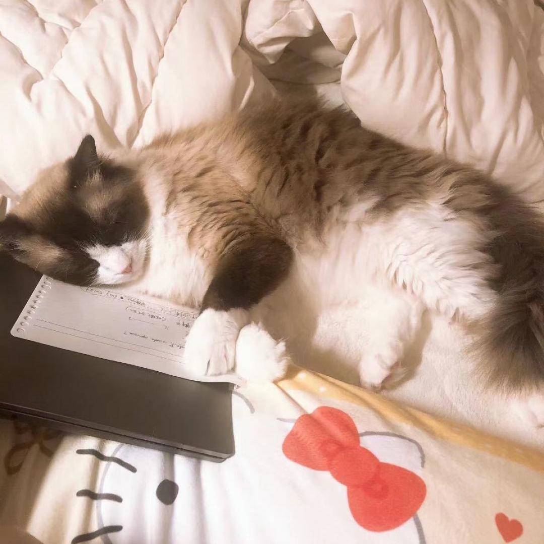 ファーミネーター　ブラシ　抜け毛　犬用 小型犬0_画像7