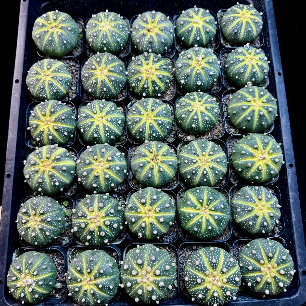Q5 スーパー兜錦 Astrophytum サボテン 多肉植物 30株同梱【同梱不可