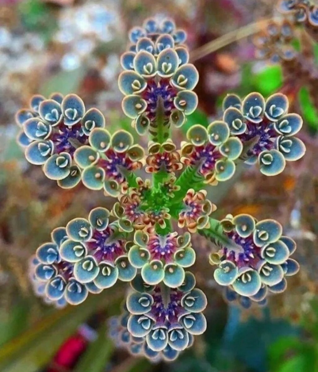 多肉植物　不死鳥　子芽たくさん　　植物同梱 何点でも送料一律300円(第四種郵便_画像2