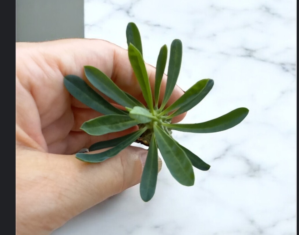 ユーフォルビア 逆鱗竜 発根苗 植物何点同梱でも第4種郵便で300円 、_画像2