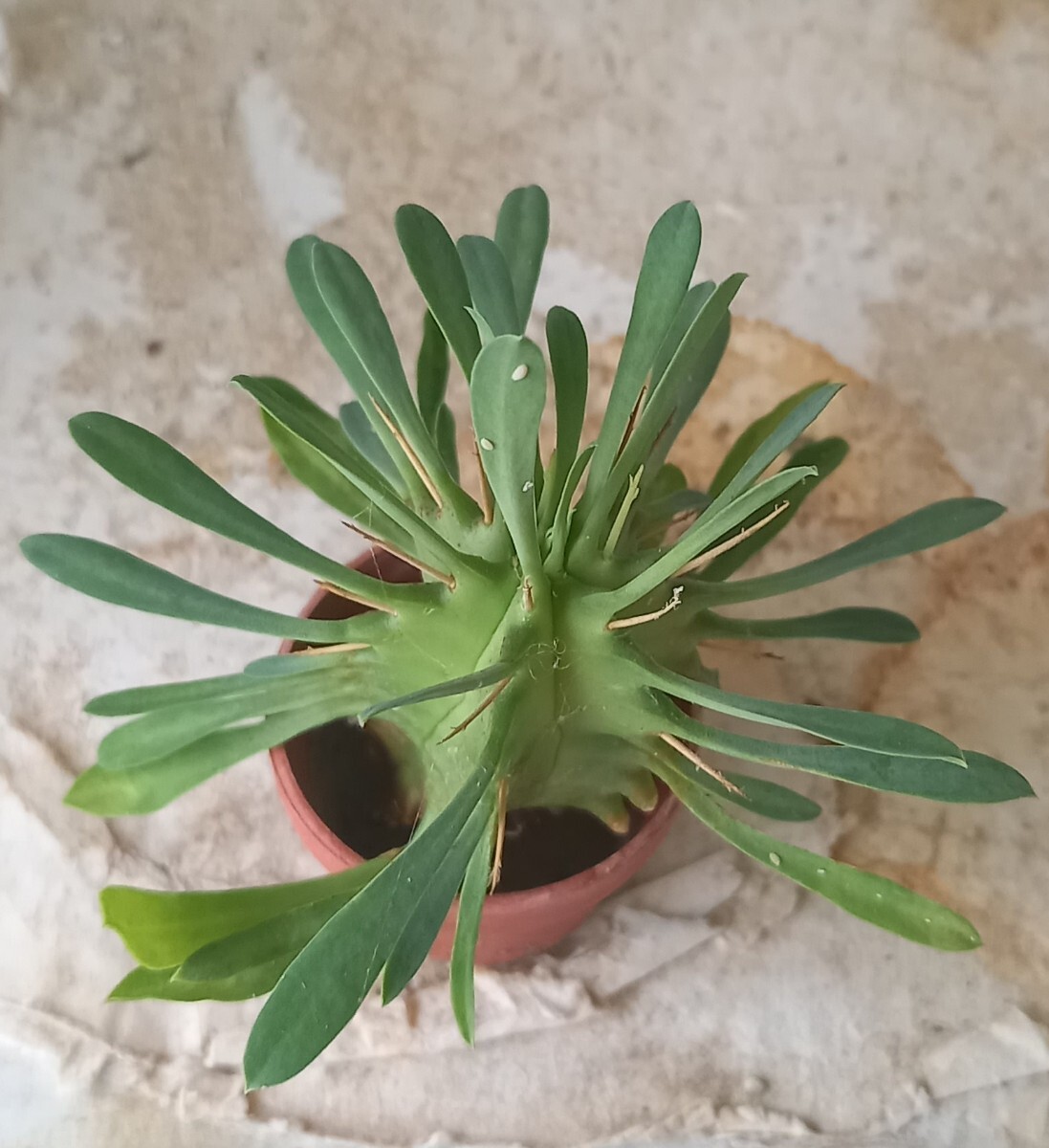 ユーフォルビア　プルビナータ　笹蟹丸　トゲあり　カット苗　植物何点同梱でも第４種郵便で３００円 、_画像3