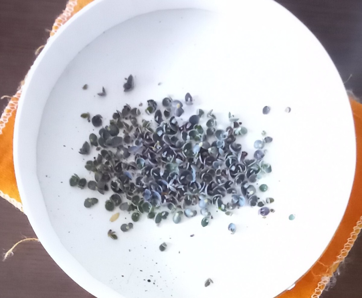 多肉植物　不死鳥　子芽たくさん　　植物同梱 何点でも送料一律300円(第四種郵便_画像1