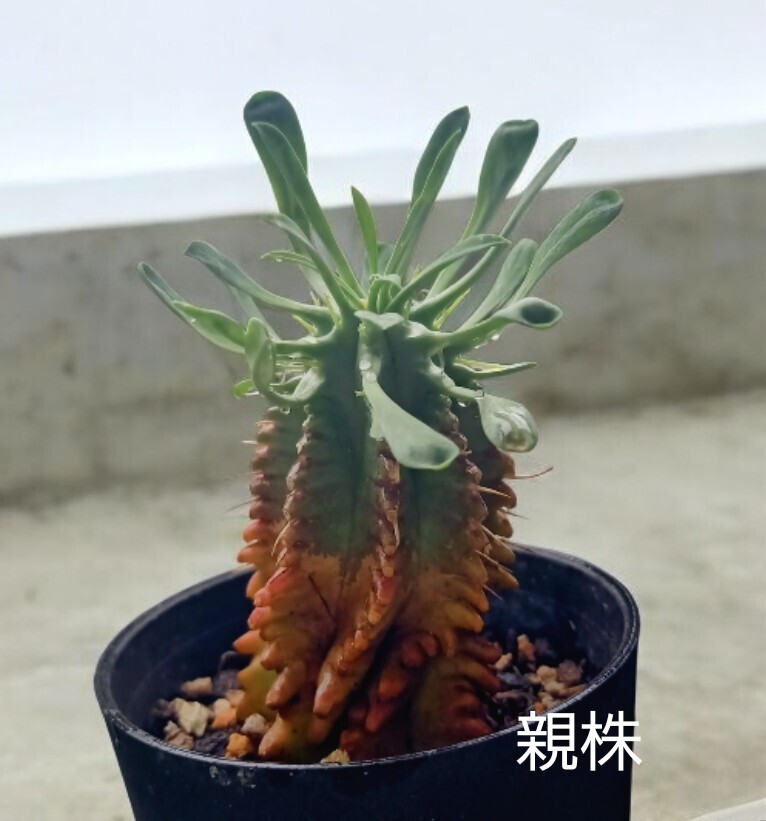 ユーフォルビア　プルビナータ　笹蟹丸　トゲあり　カット苗　植物何点同梱でも第４種郵便で３００円 、_画像5