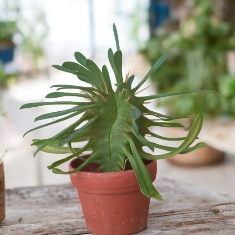 ユーフォルビア　プルビナータ　笹蟹丸　トゲあり　カット苗　植物何点同梱でも第４種郵便で３００円 、_画像1