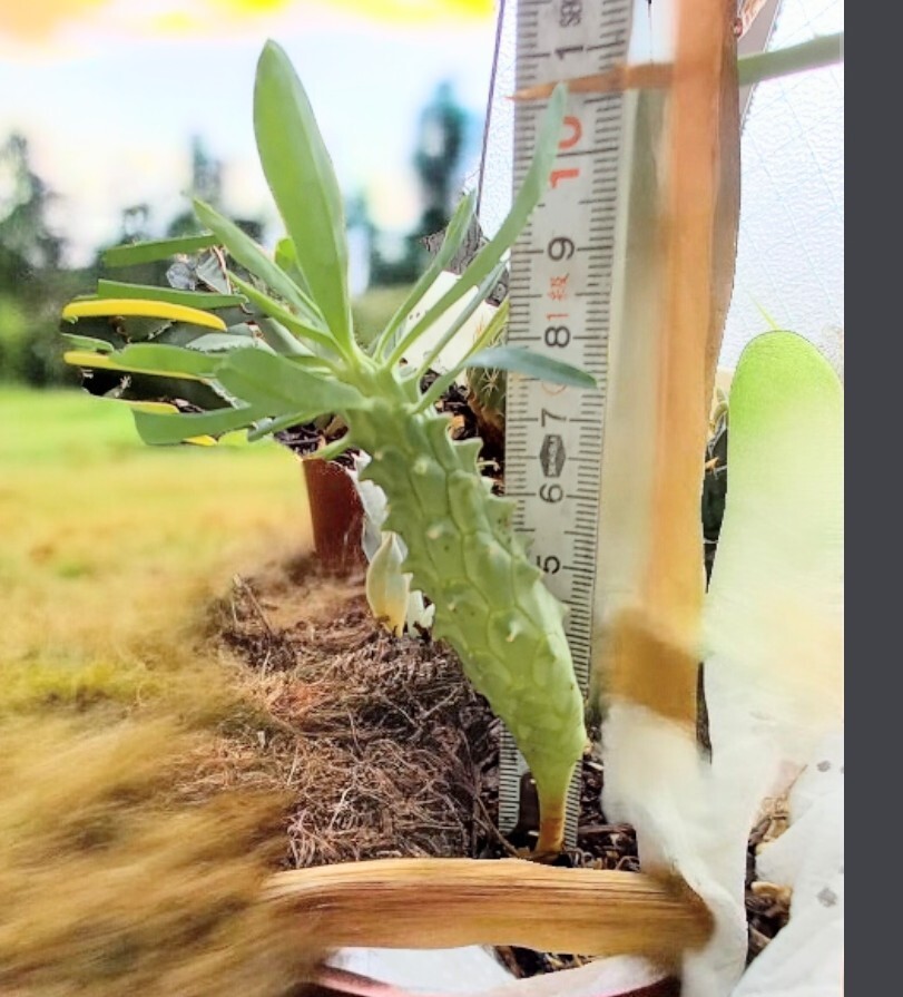 ユーフォルビア 逆鱗竜 発根苗 植物何点同梱でも第4種郵便で300円 、_画像1