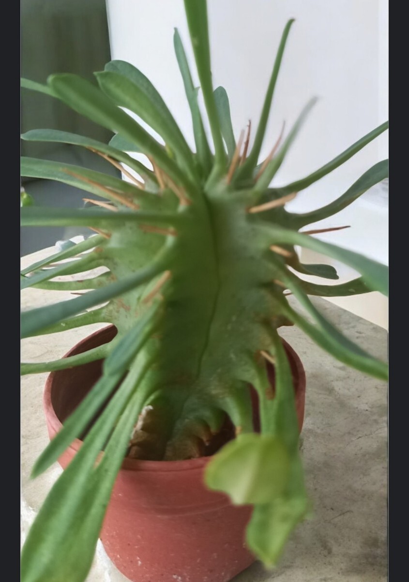 ユーフォルビア　プルビナータ　笹蟹丸　トゲあり　カット苗　植物何点同梱でも第４種郵便で３００円 、_画像4