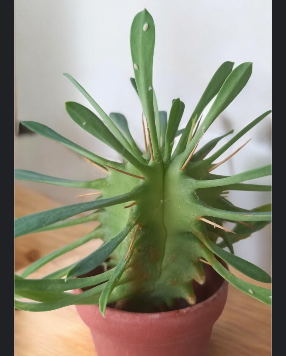 ユーフォルビア　プルビナータ　笹蟹丸　トゲあり　カット苗　植物何点同梱でも第４種郵便で３００円 、_画像2