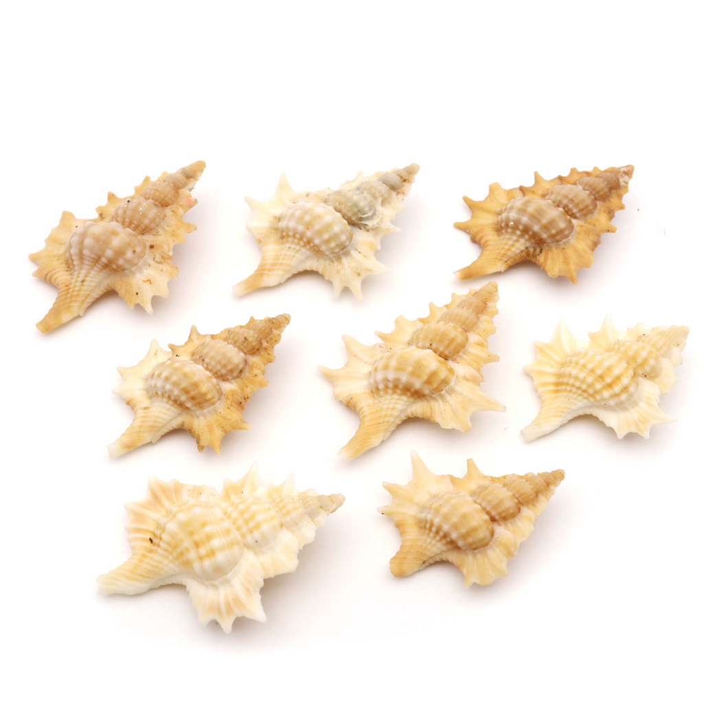 貝殻 パーツ レジン ほら貝 1個 Sサイズ 2-3cm前後 法螺貝 シェル 材料 おうち時間 制作 ハンドメイド 工作 天然 貝 素材_画像9