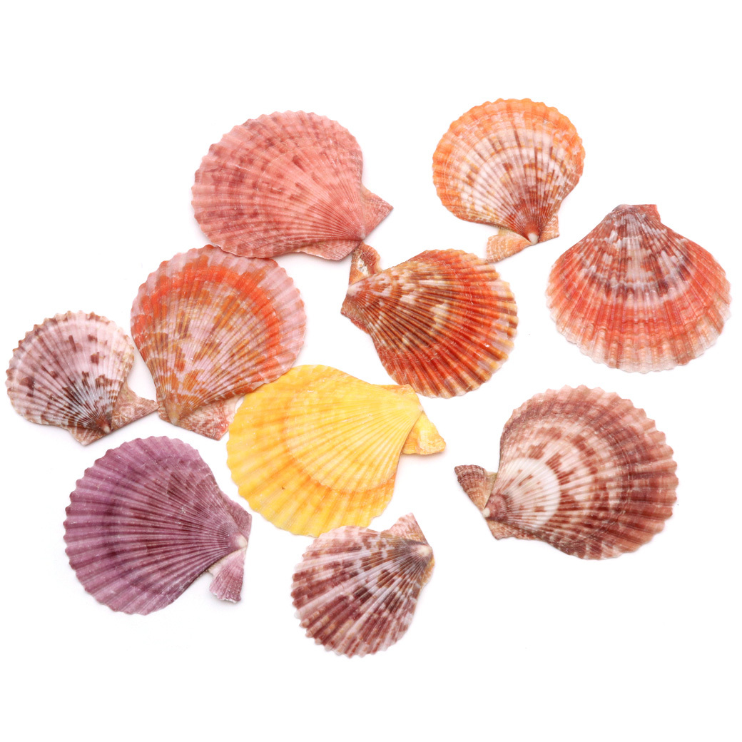 貝殻 パーツ レジン ヒオウギ貝 10枚 サイズMIX カラーランダム 4-6cm前後 ヒオウギガイ 二枚貝 シェル 材料 工作 天然 貝 素材 ヒオオギ_画像1
