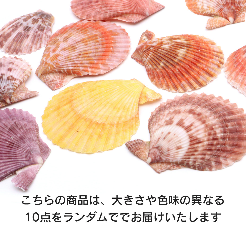 貝殻 パーツ レジン ヒオウギ貝 10枚 サイズMIX カラーランダム 4-6cm前後 ヒオウギガイ 二枚貝 シェル 材料 工作 天然 貝 素材 ヒオオギ_画像2