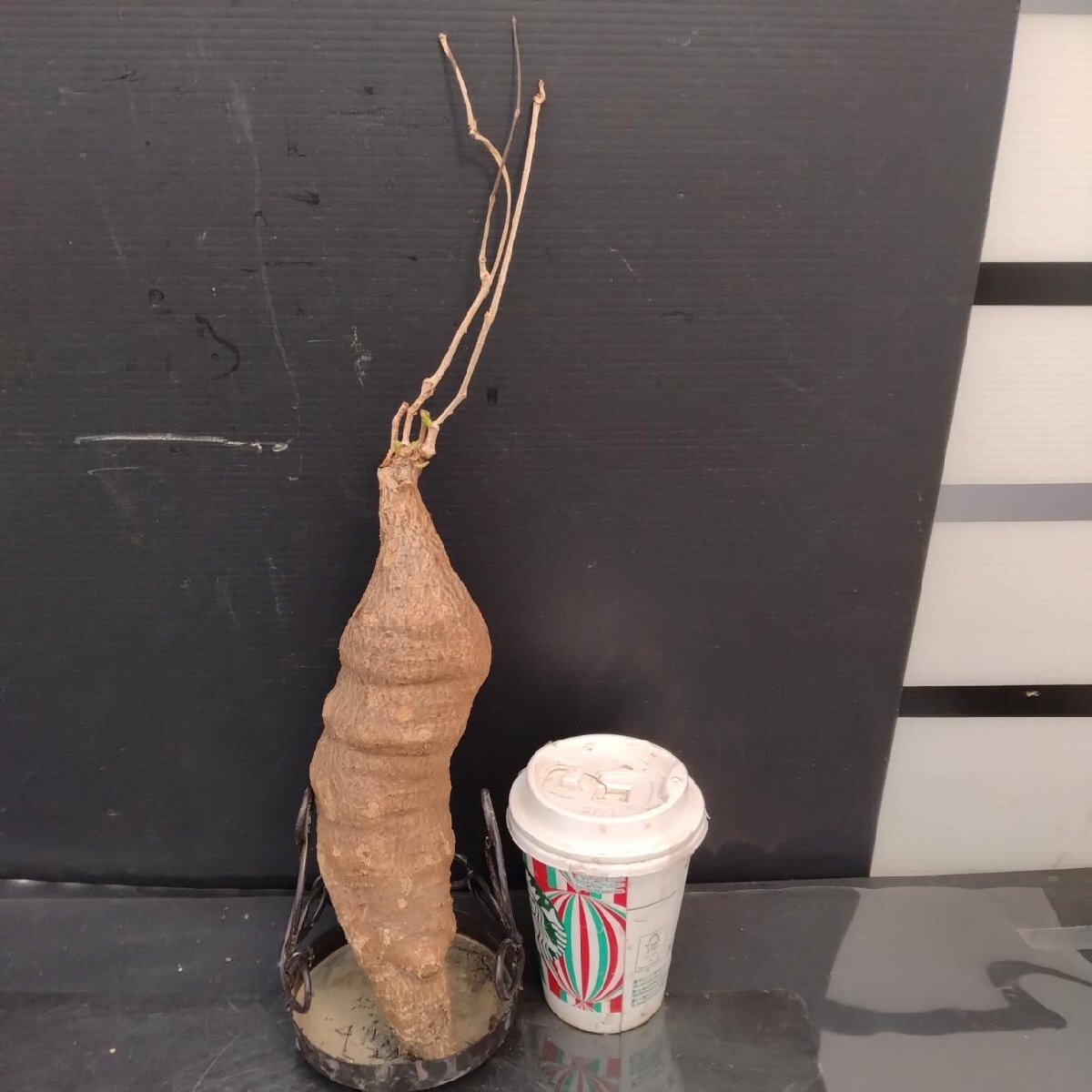 9859 「塊根植物」キフォステンマ モンタグナッキー 抜き苗【9/28最新到着・Cyphostemma montagnacii・多肉植物・マダガスカル】_画像2