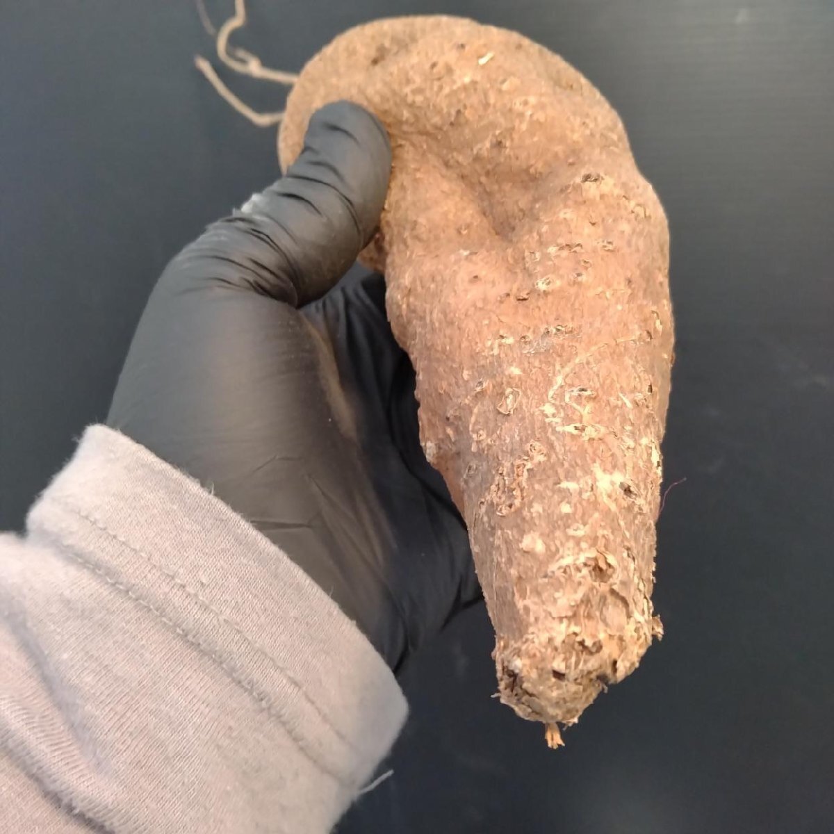 9859 「塊根植物」キフォステンマ モンタグナッキー 抜き苗【9/28最新到着・Cyphostemma montagnacii・多肉植物・マダガスカル】_画像5