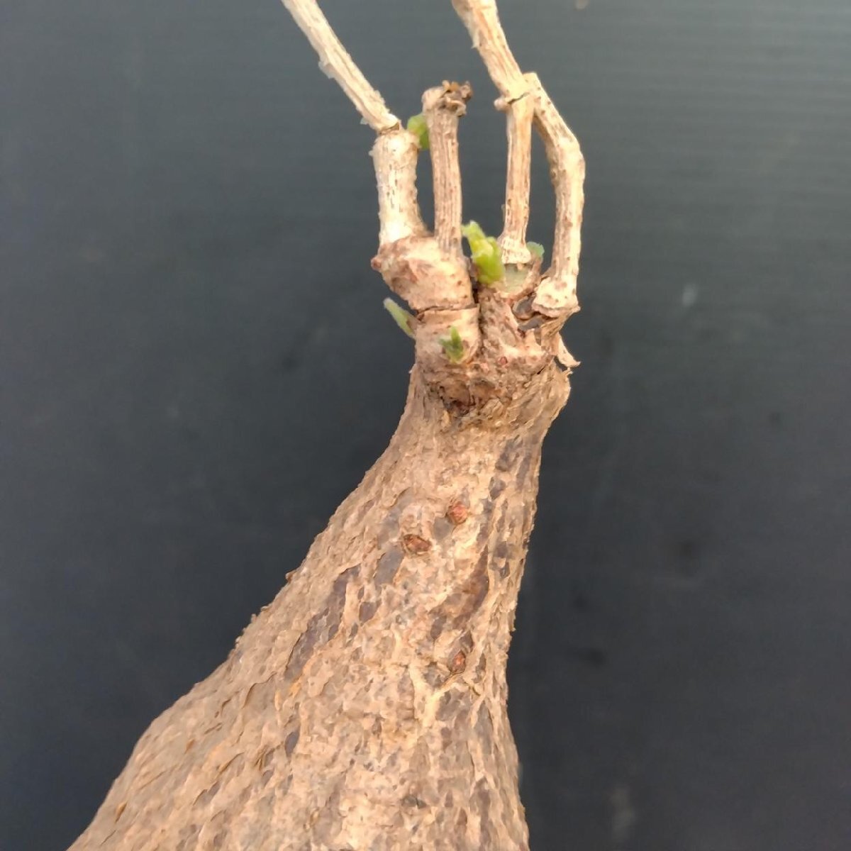 9859 「塊根植物」キフォステンマ モンタグナッキー 抜き苗【9/28最新到着・Cyphostemma montagnacii・多肉植物・マダガスカル】_画像1