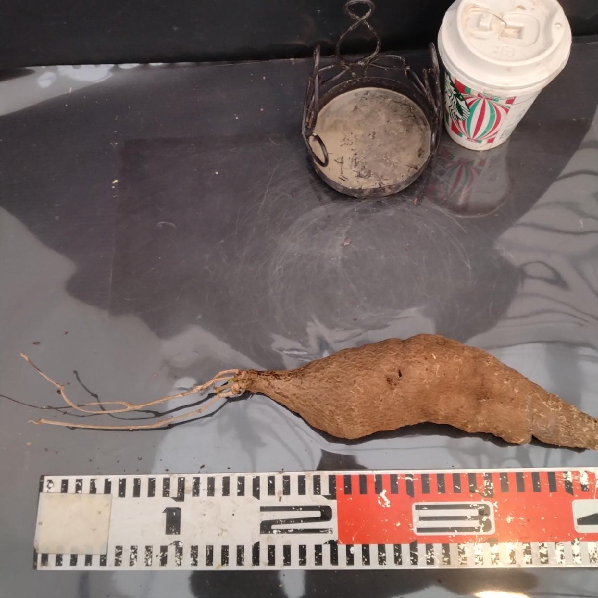 9859 「塊根植物」キフォステンマ モンタグナッキー 抜き苗【9/28最新到着・Cyphostemma montagnacii・多肉植物・マダガスカル】_画像6