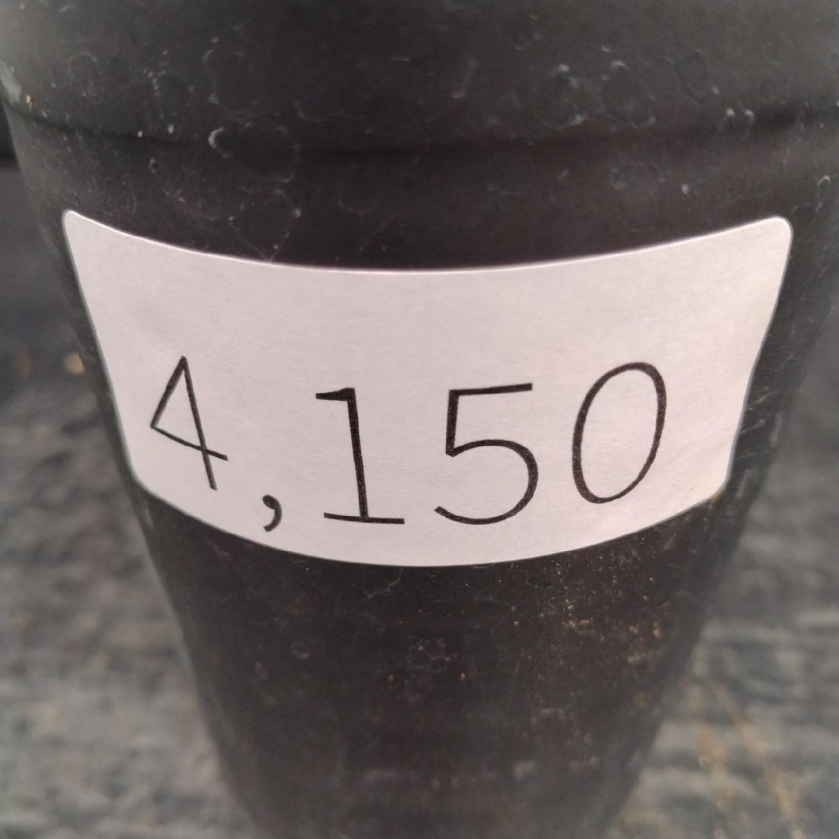 4150 「実生株」オペルクリカリア パキプス 現品【多肉植物・種から発芽！・O.pachypus・塊根植物・葉落ちする】の画像2