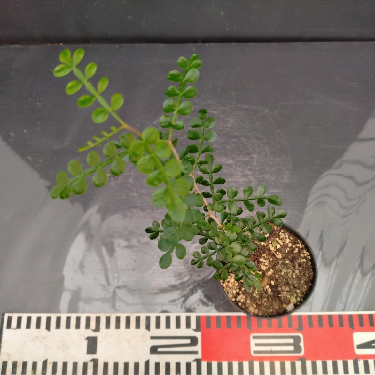 4150 「実生株」オペルクリカリア パキプス 現品【多肉植物・種から発芽！・O.pachypus・塊根植物・葉落ちする】の画像4