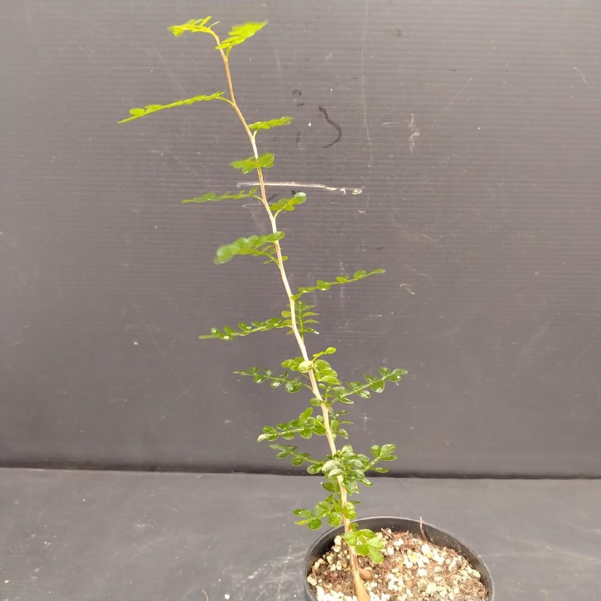 4150 「実生株」オペルクリカリア パキプス 現品【多肉植物・種から発芽！・O.pachypus・塊根植物・葉落ちする】の画像1