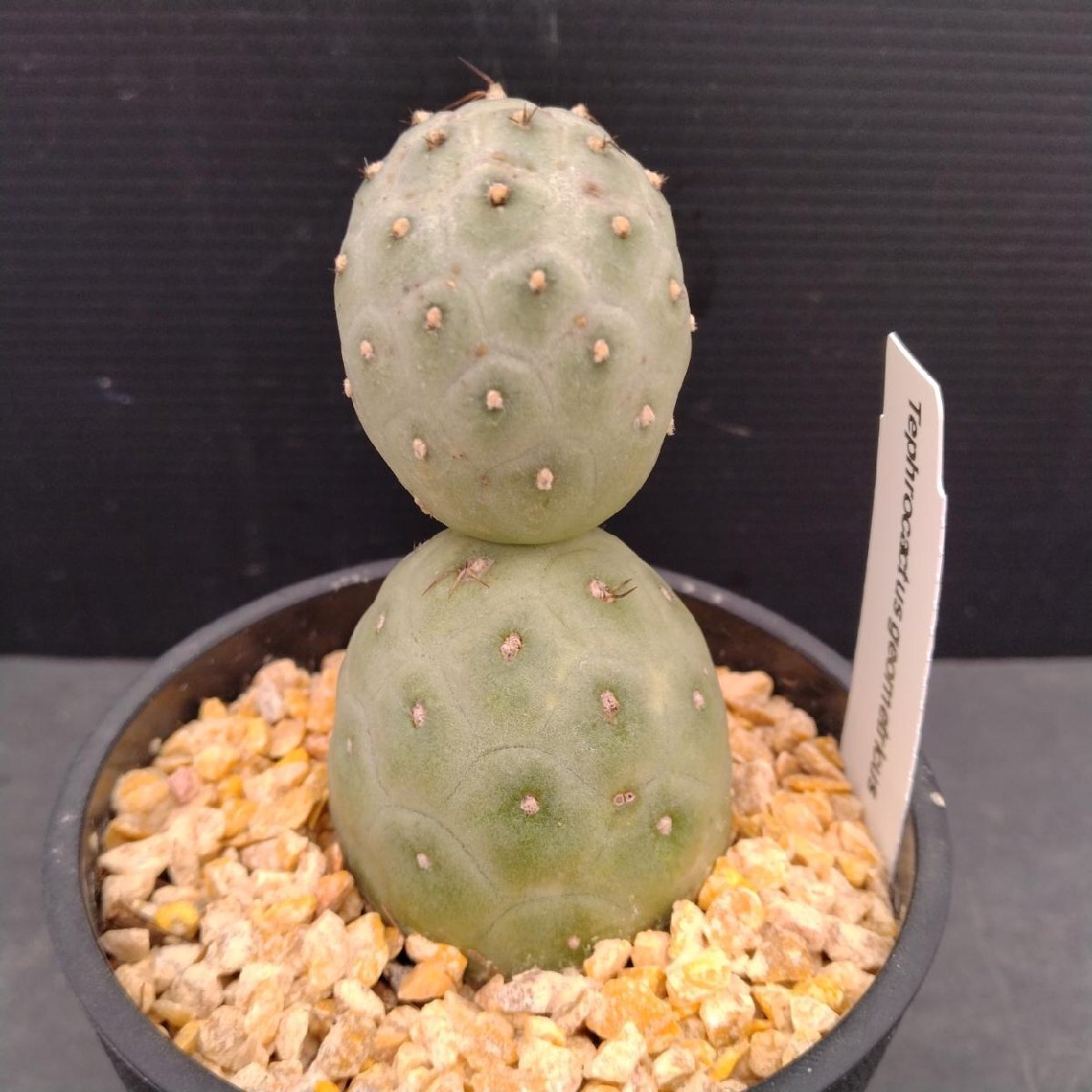 4928 「多肉植物W」テフロカクタス ゲオメトリクス 接ぎ木【発根・Tephrocactus geometricus・サボテン】の画像1