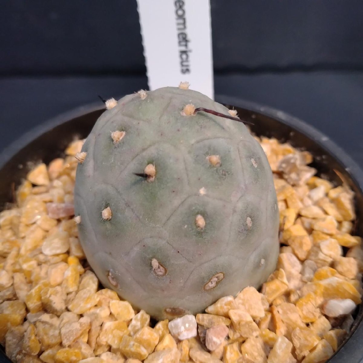 5855 「多肉植物W」テフロカクタス ゲオメトリクス 【発根・Tephrocactus geometricus・サボテン】の画像5