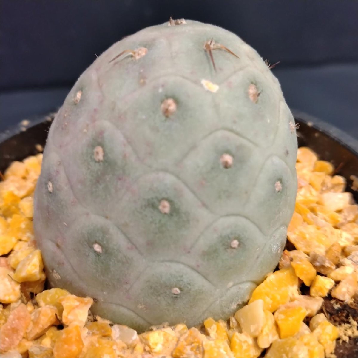 5851 「多肉植物W」テフロカクタス ゲオメトリクス 【発根・Tephrocactus geometricus・サボテン】の画像1