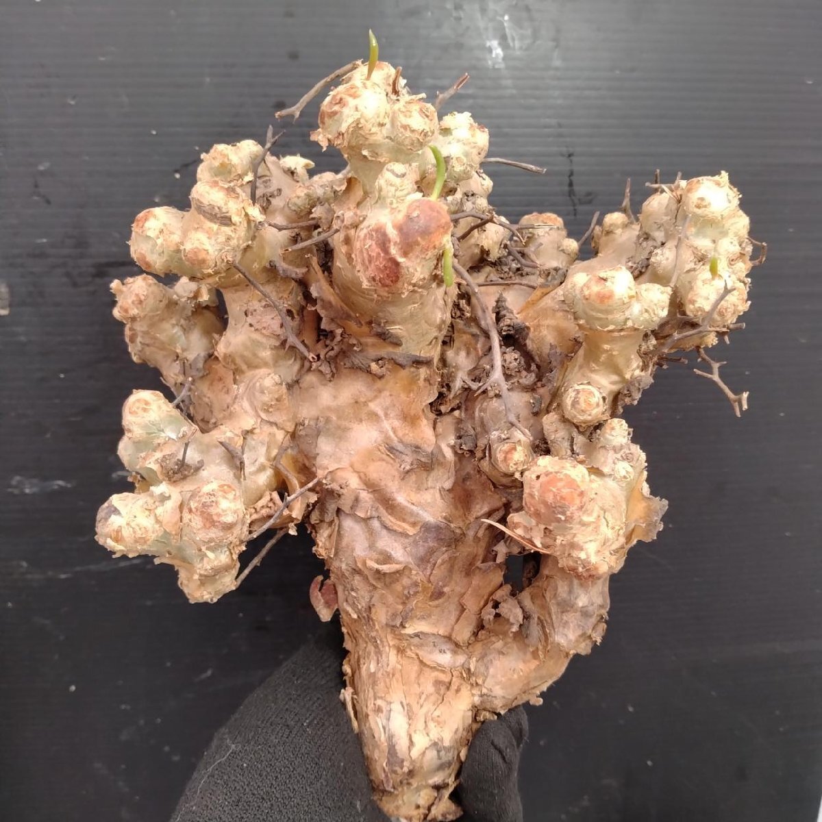 8408 「塊根植物」チレコドン レティキュラータス 抜き苗【最新到着・多肉・Tylecodon reticulatus・万物想 ・枯枝・折枝アリ】の画像1