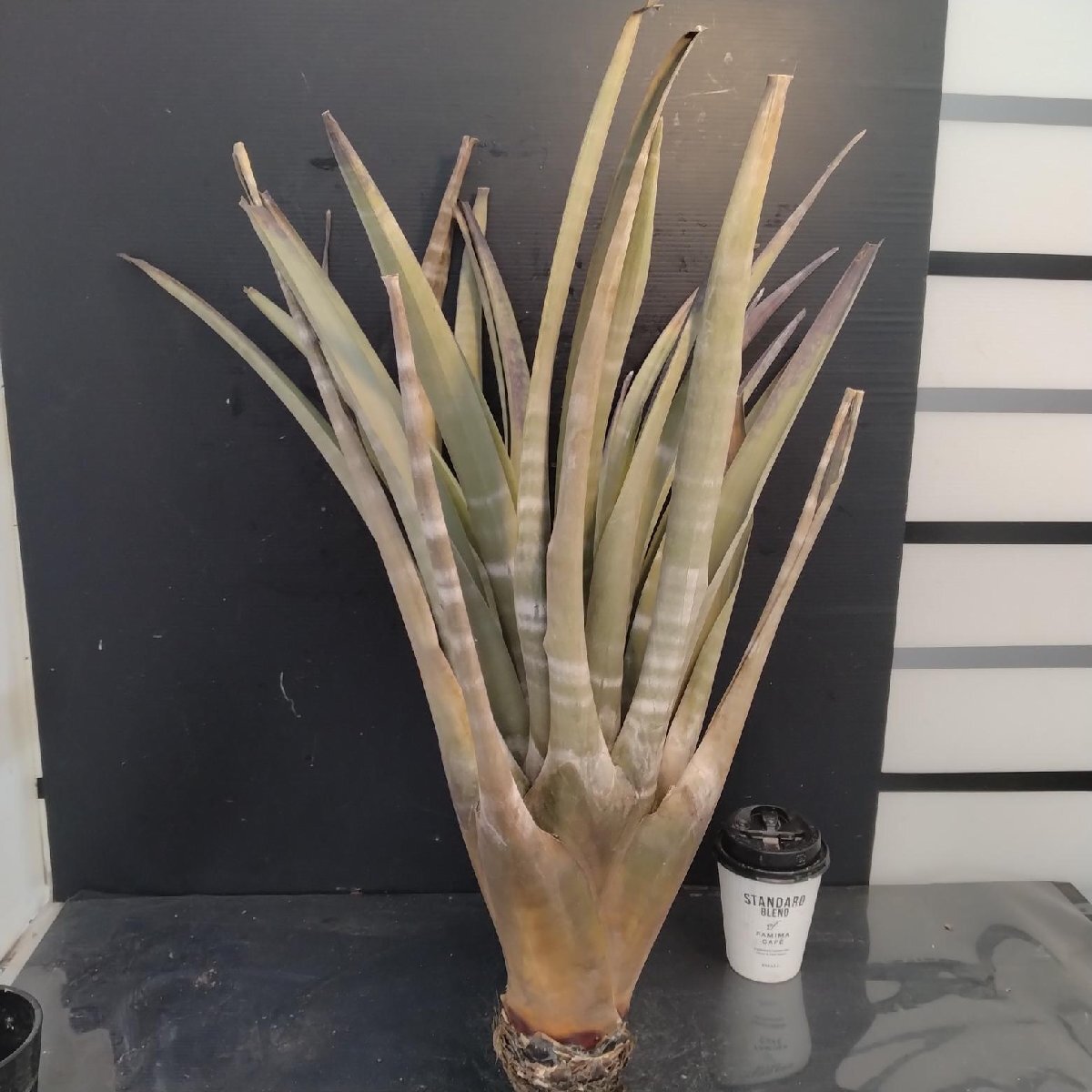 8510 「エアプランツ」tillandsia hildae 抜き苗【最新到着・巨大株・希少・美株・チランジア】_画像4