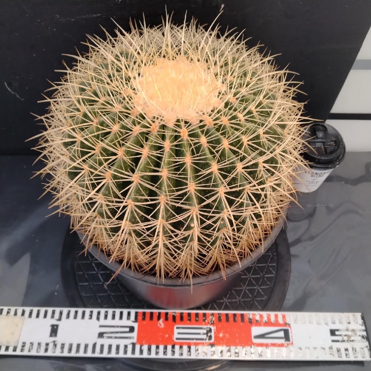 8484 「多肉植物W」エキノカクタス 金鯱 大株 植え【Kroenleinia grusonii・Echinocactus・美株・金シャチ・サボテン】_画像4