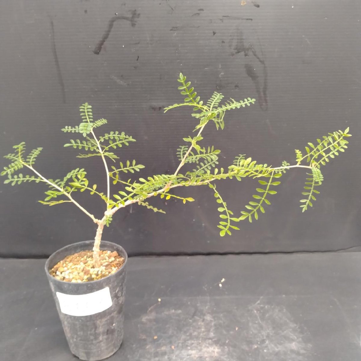 8663 「実生株」オペルクリカリア ヒファエノイデス【種から発芽！・発根株・Operculicarya hyphaenoides・塊根植物】_画像1