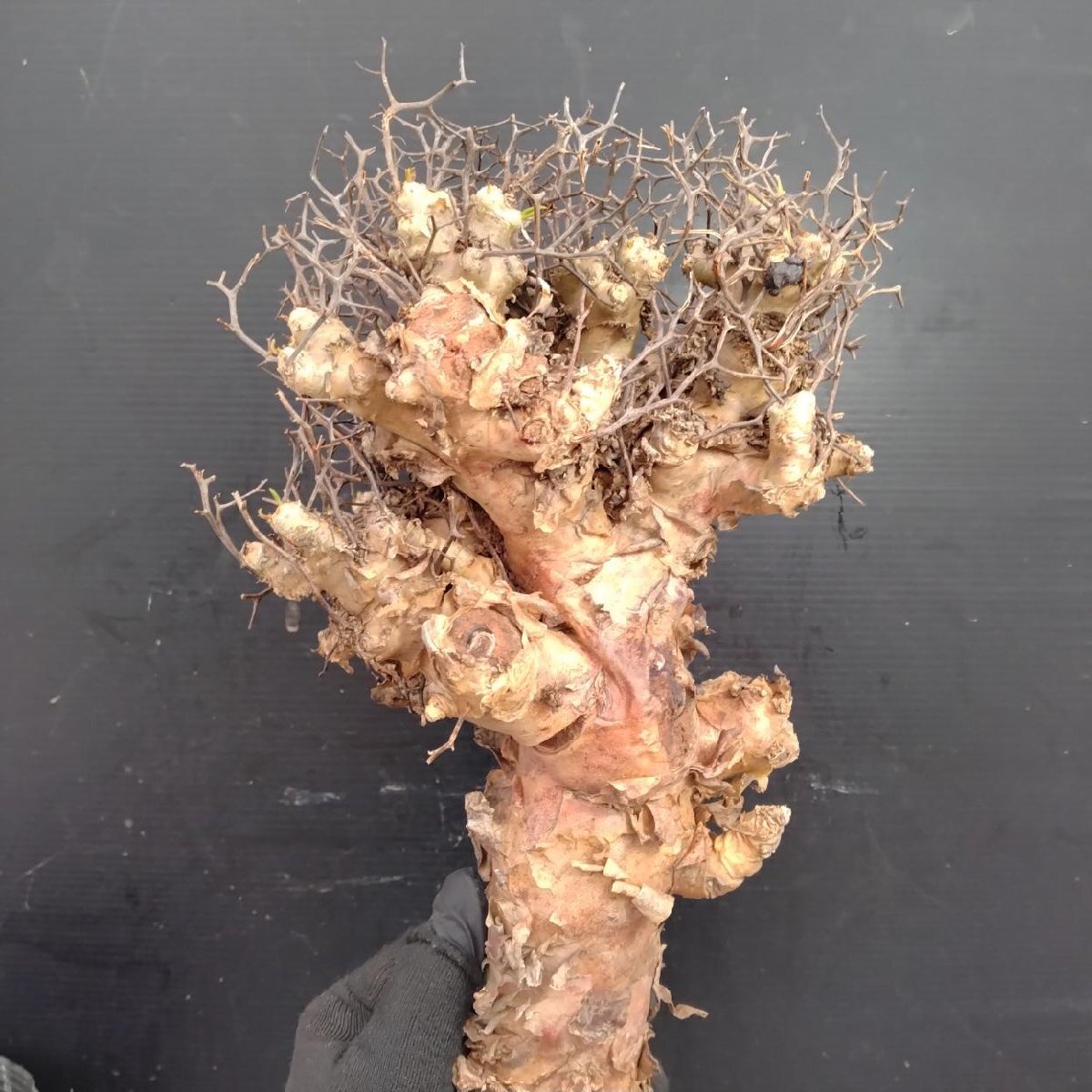 8407 「塊根植物」チレコドン レティキュラータス 抜き苗【最新到着・多肉・Tylecodon reticulatus・万物想 ・枯枝・折枝アリ】の画像5