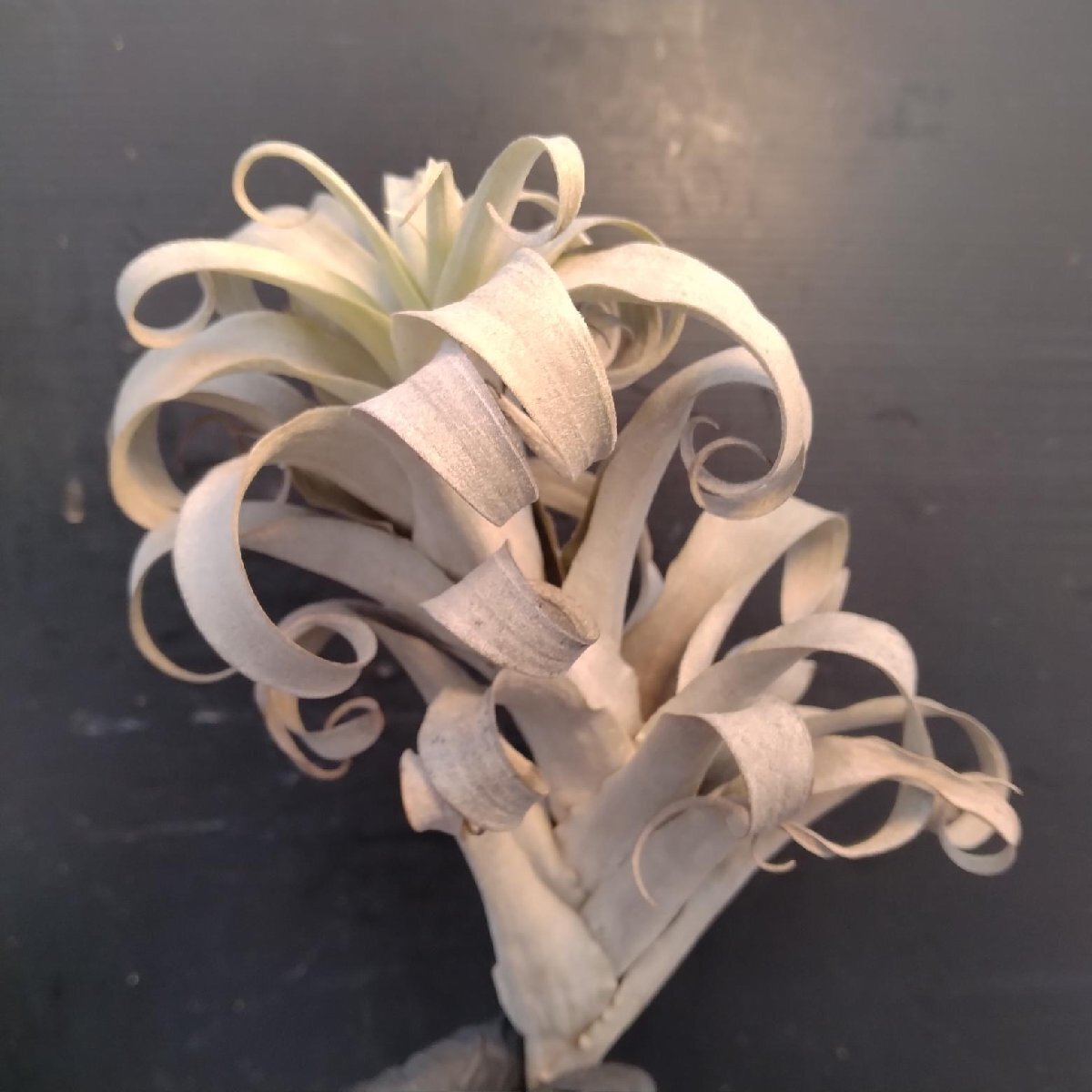 8502 「エアプランツ」Tillandsia paleacea × cauligera lilac 抜き苗【最新到着・air-plants・美株・チランジア】_画像3