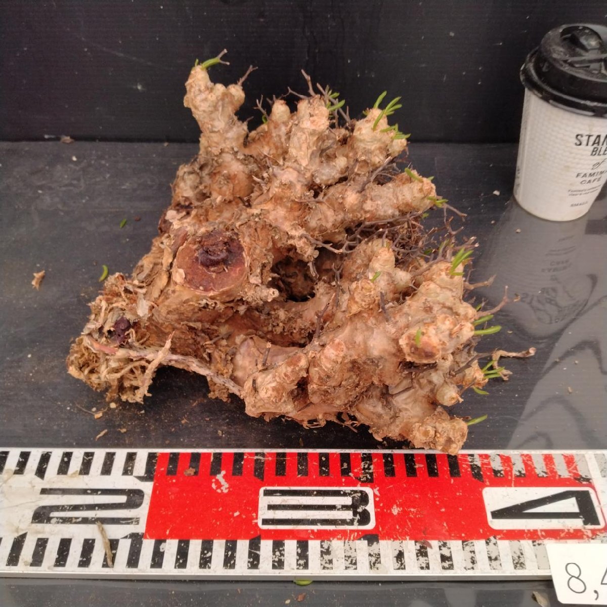 8415 「塊根植物」チレコドン レティキュラータス 抜き苗【最新到着・多肉・Tylecodon reticulatus・万物想 ・枯枝・折枝アリ】の画像6