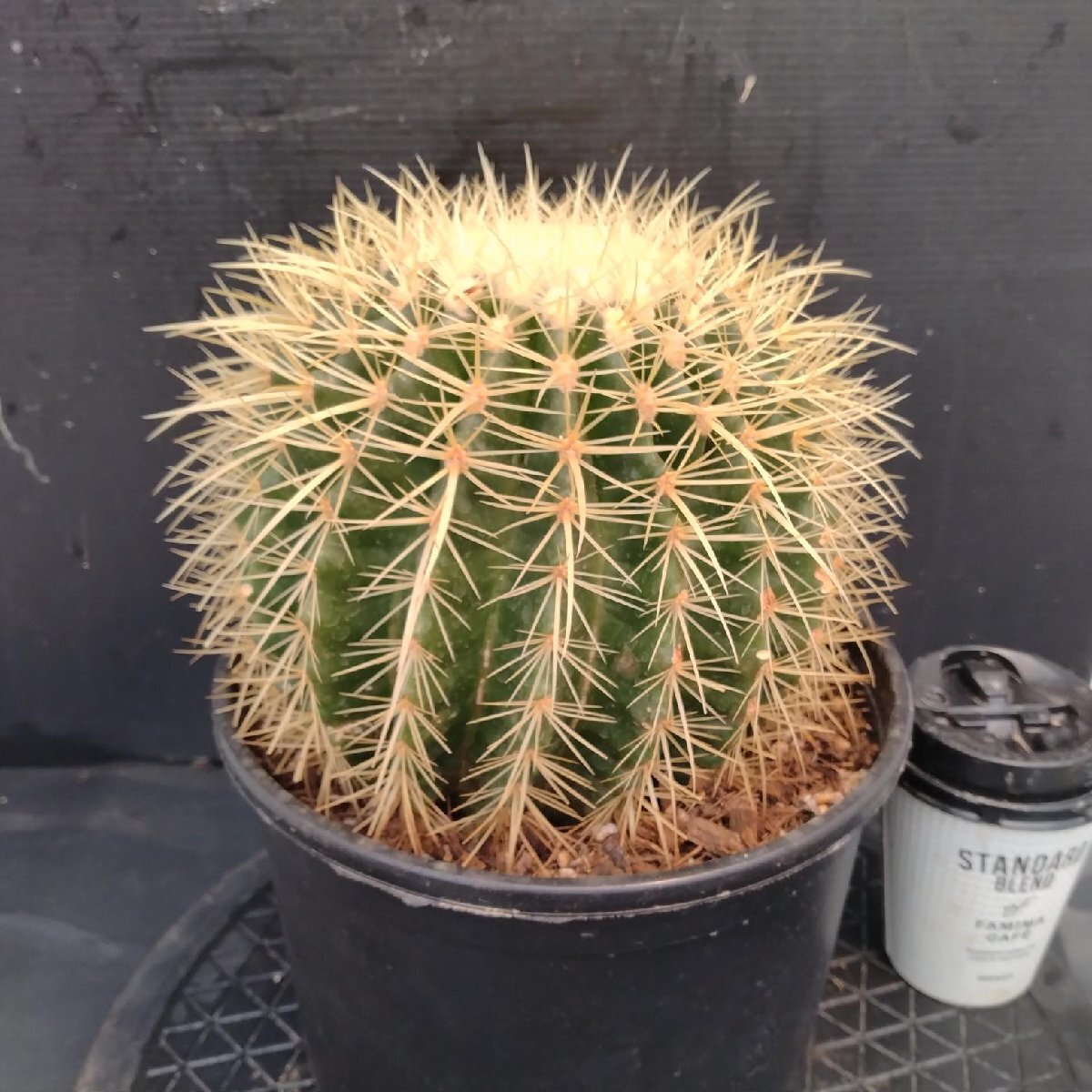8487 「多肉植物W」エキノカクタス 金鯱 　植え【Kroenleinia grusonii・Echinocactus・美株・金シャチ・サボテン】_画像3