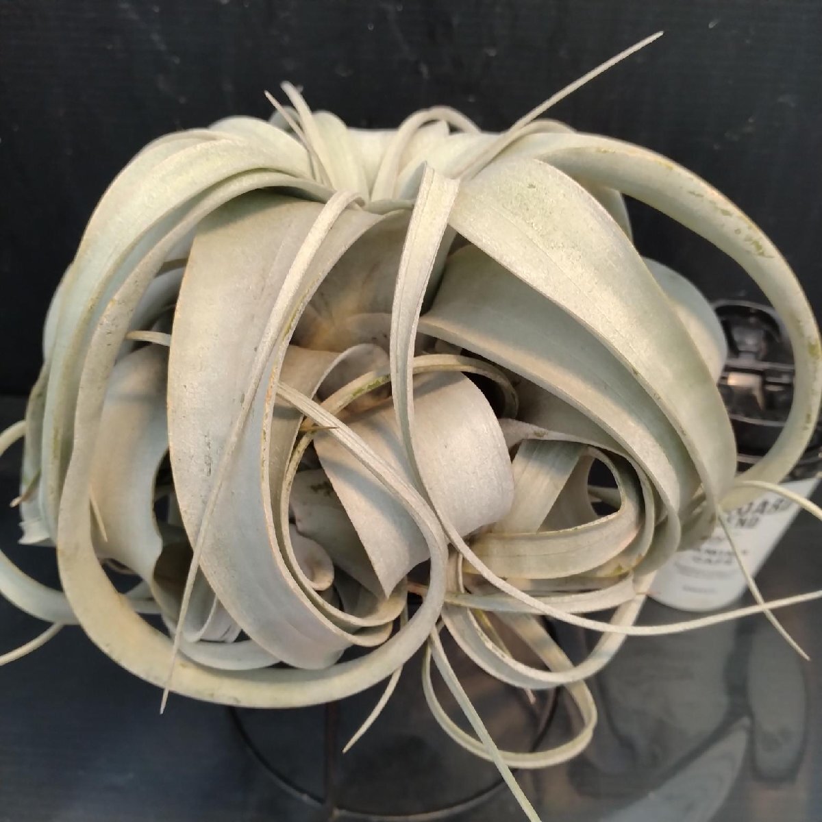 8494 「エアプランツ」Tillandsia xerographica キセログラフィカ　 抜き苗【最新到着・air-plants・美株・チランジア】_画像4