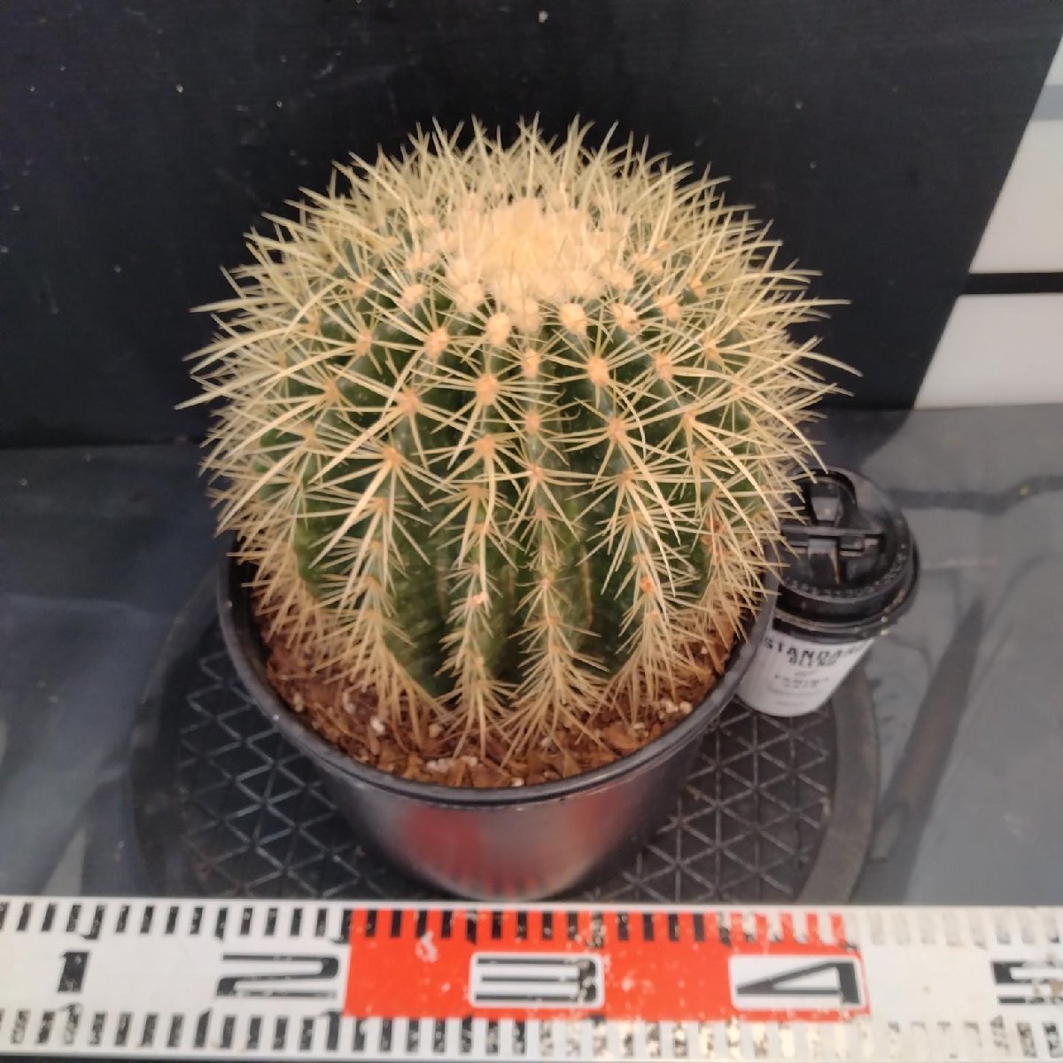 8488 「多肉植物W」エキノカクタス 金鯱 　植え【Kroenleinia grusonii・Echinocactus・美株・金シャチ・サボテン】_画像4