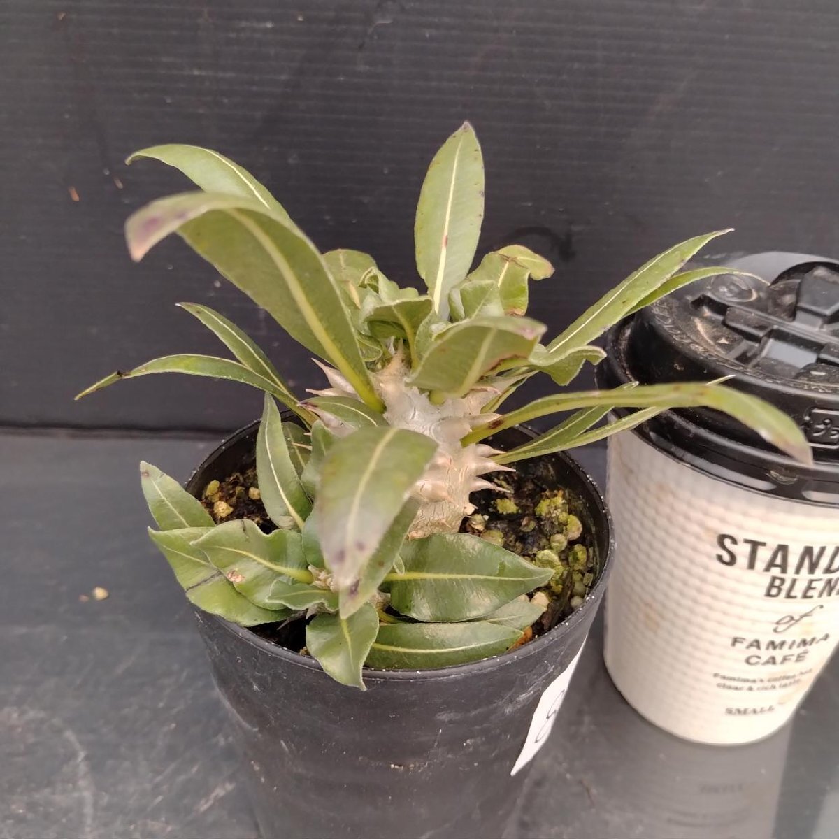 8696 「実生」パキポディウム品種不明 波打ち葉【現品・種から発芽・発根・Pachypodium・多肉植物・葉落ちします】_画像5