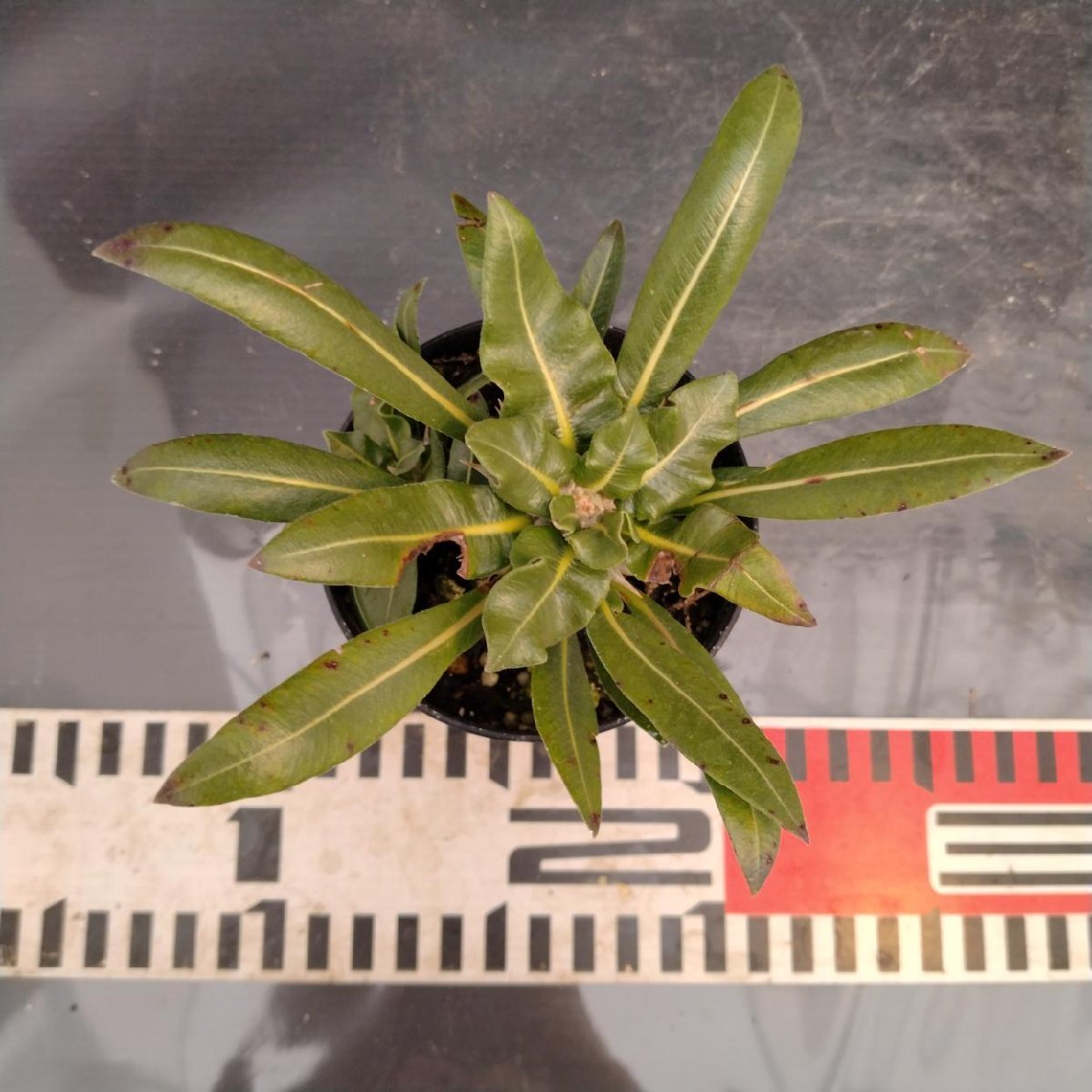 8696 「実生」パキポディウム品種不明 波打ち葉【現品・種から発芽・発根・Pachypodium・多肉植物・葉落ちします】_画像7