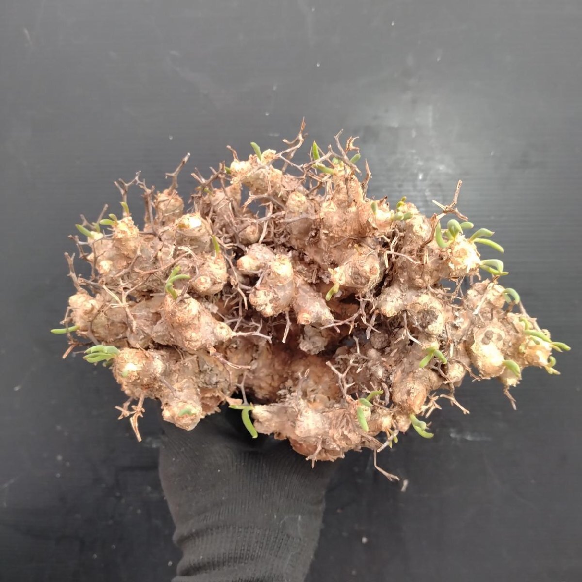 8411 「塊根植物」チレコドン レティキュラータス 抜き苗【最新到着・多肉・Tylecodon reticulatus・万物想 ・枯枝・折枝アリ】の画像3