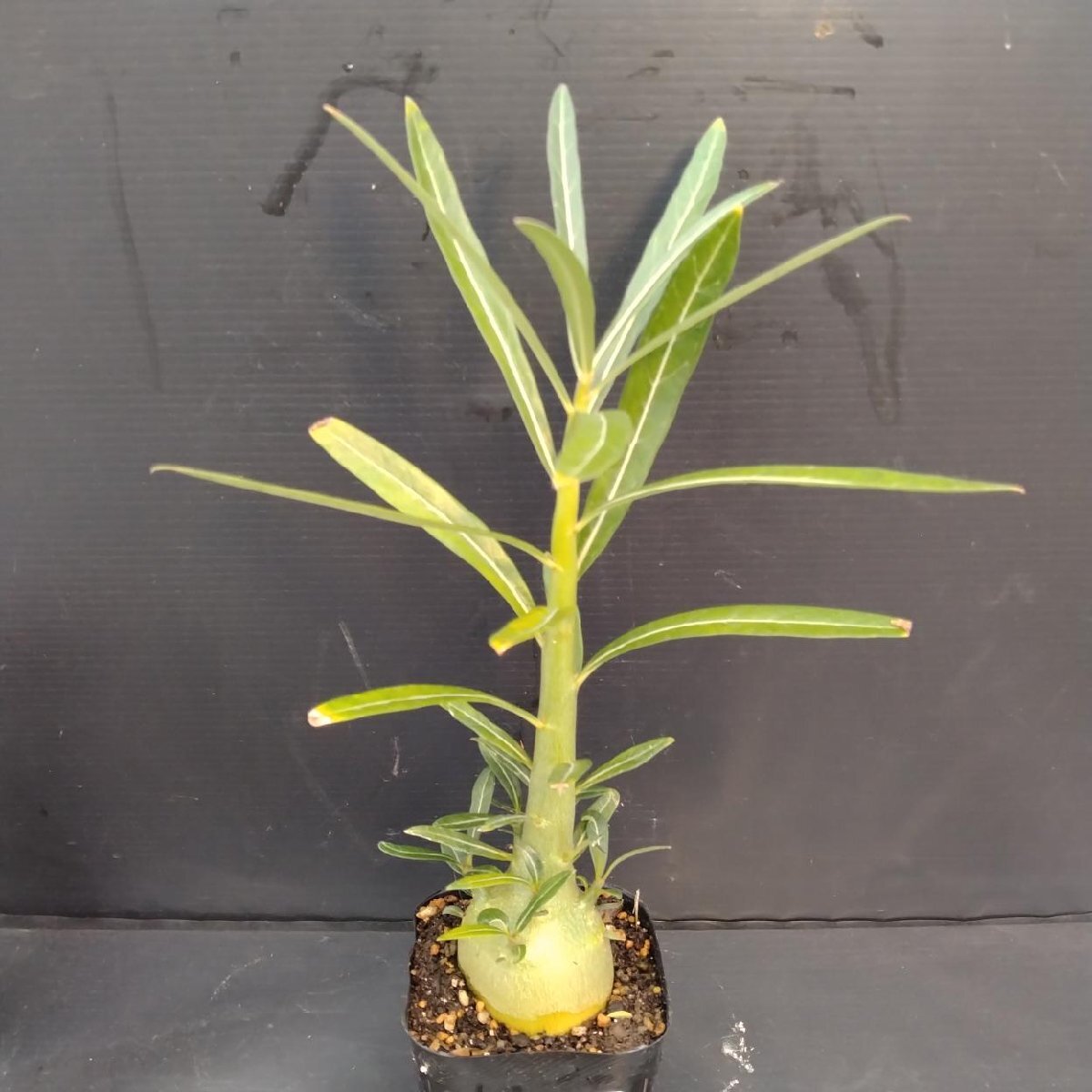 8669 「塊根植物」アデニウム ソマレンセ【種から発芽・実生・多肉植物・Adenium somalense ・発根】_画像1