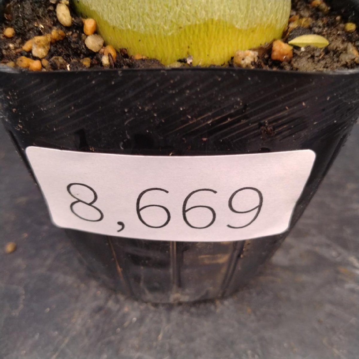8669 「塊根植物」アデニウム ソマレンセ【種から発芽・実生・多肉植物・Adenium somalense ・発根】_画像2