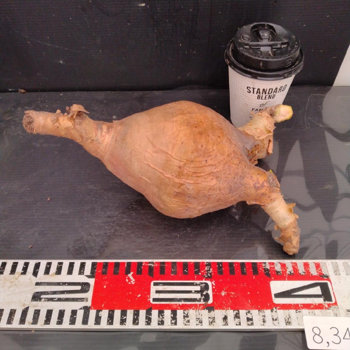 8347 「塊根植物」キフォステンマ マクロプス 抜き苗【最新到着・Cyphostemma uter var. macropus・多肉植物】_画像9