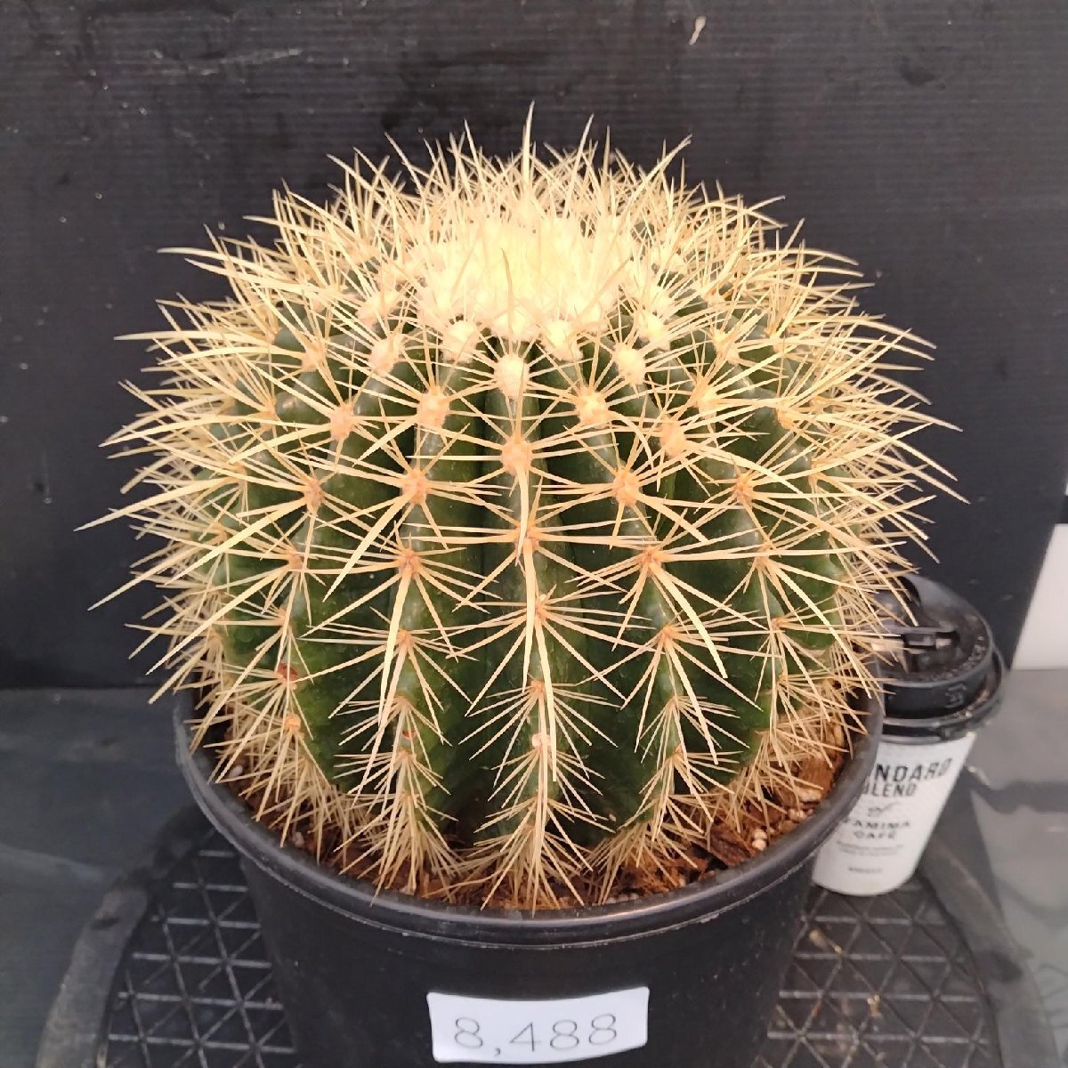 8488 「多肉植物W」エキノカクタス 金鯱 　植え【Kroenleinia grusonii・Echinocactus・美株・金シャチ・サボテン】_画像1