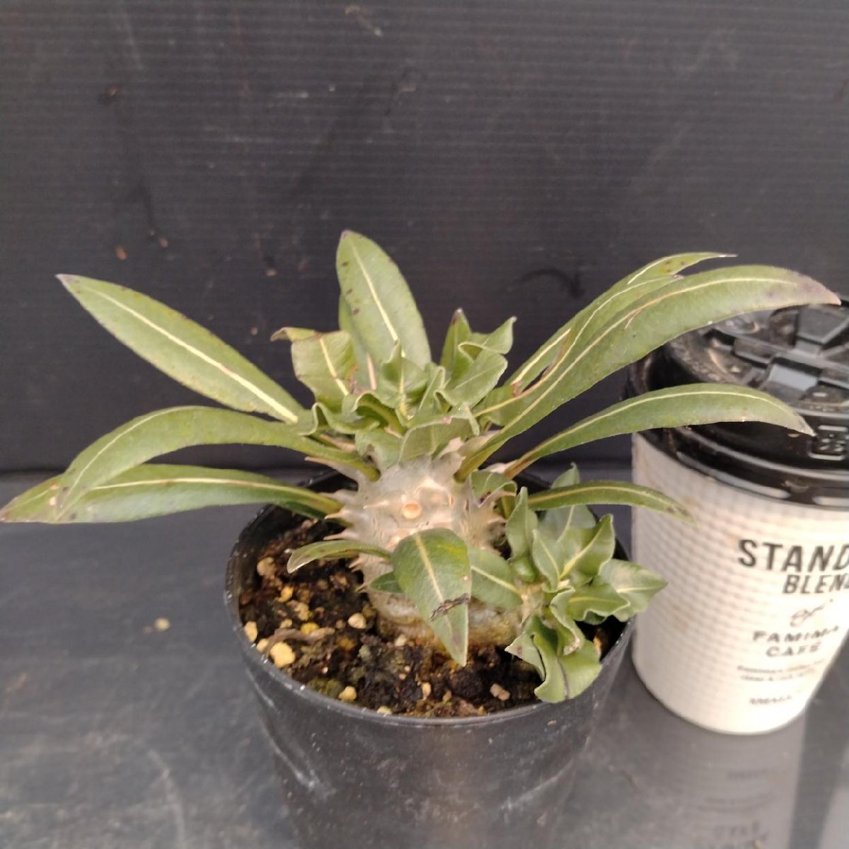 8696 「実生」パキポディウム品種不明 波打ち葉【現品・種から発芽・発根・Pachypodium・多肉植物・葉落ちします】_画像4