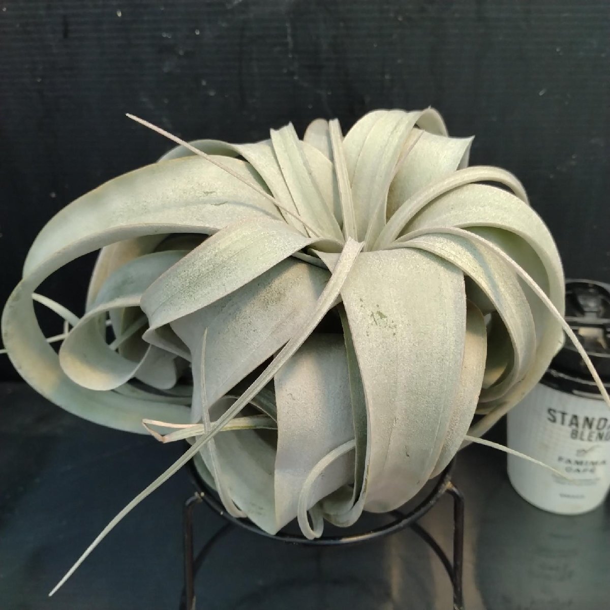 8494 「エアプランツ」Tillandsia xerographica キセログラフィカ　 抜き苗【最新到着・air-plants・美株・チランジア】_画像1
