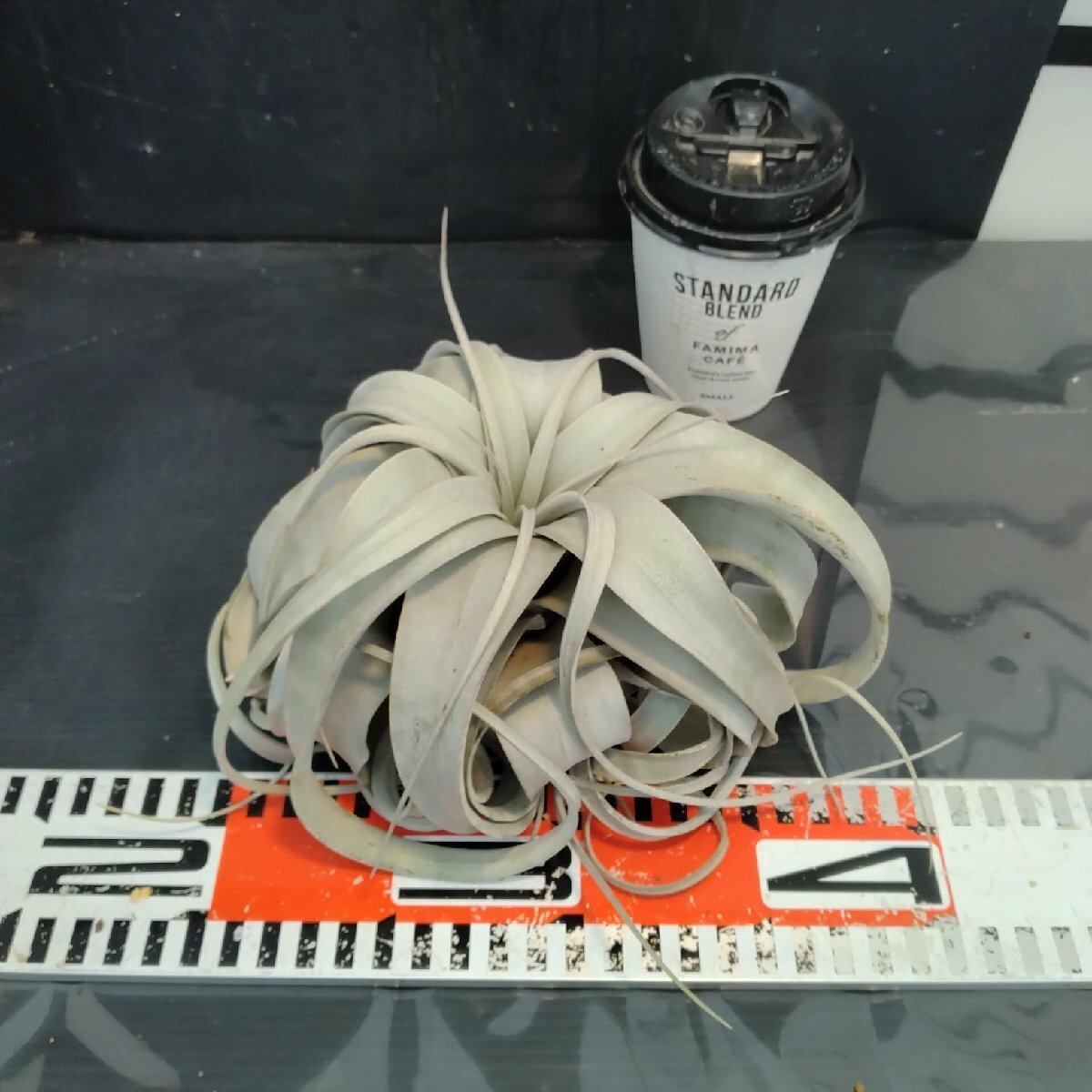 8494 「エアプランツ」Tillandsia xerographica キセログラフィカ　 抜き苗【最新到着・air-plants・美株・チランジア】_画像6