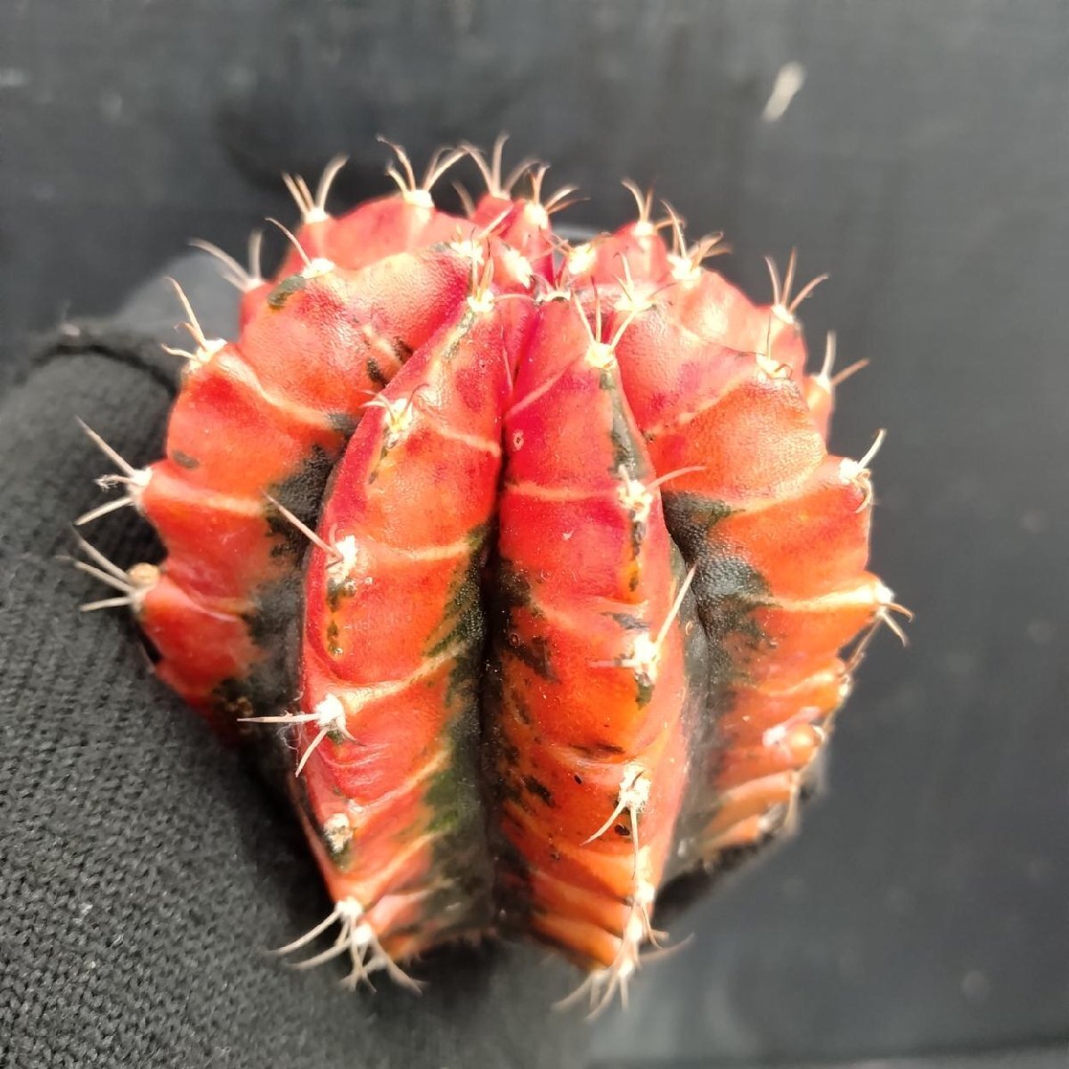 8427 「多肉植物」ギムノカリキウム 緋牡丹錦 抜き苗2株セット【現品・ヒボタン・サボテン・Gymnocalycium】_画像4