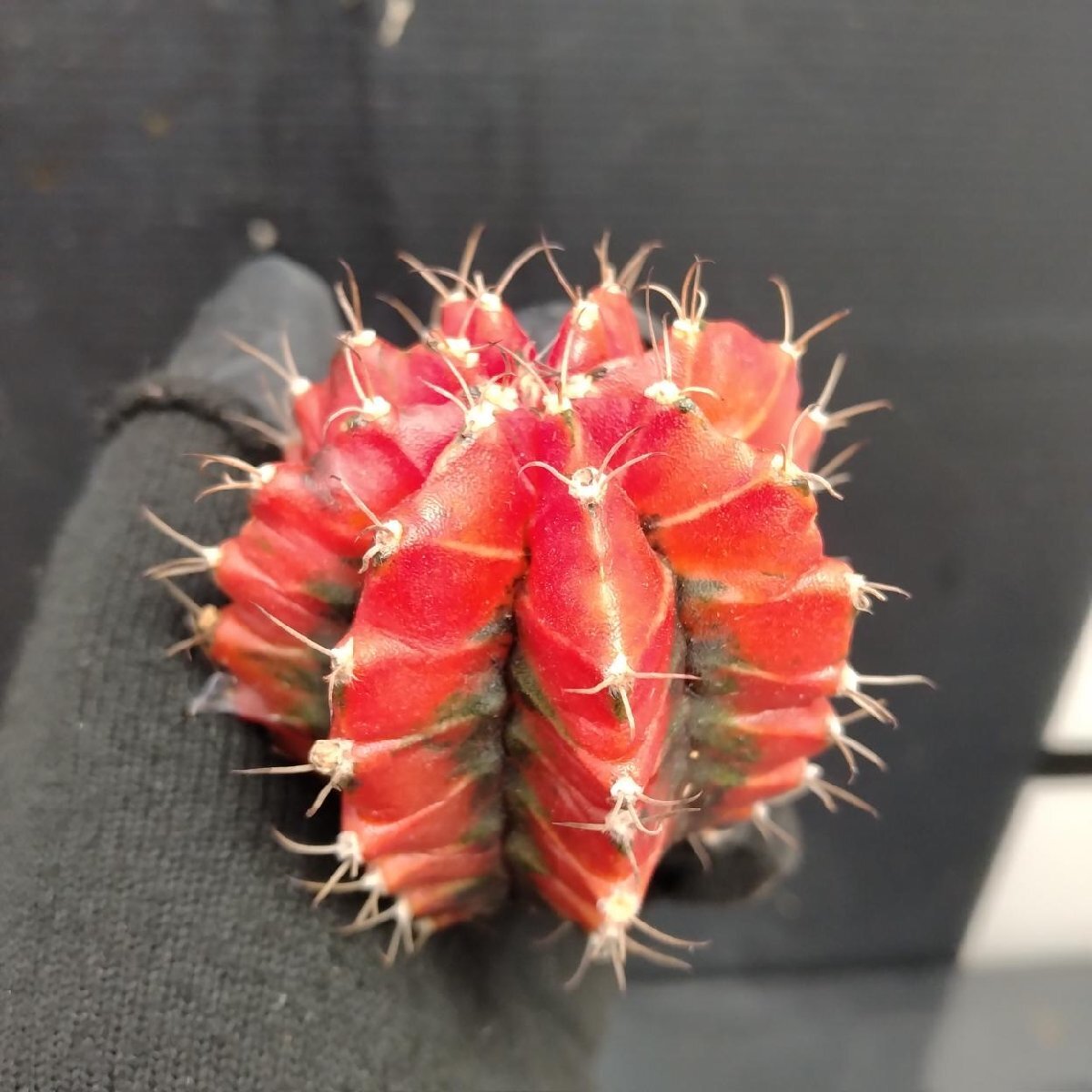 8427 「多肉植物」ギムノカリキウム 緋牡丹錦 抜き苗2株セット【現品・ヒボタン・サボテン・Gymnocalycium】_画像5
