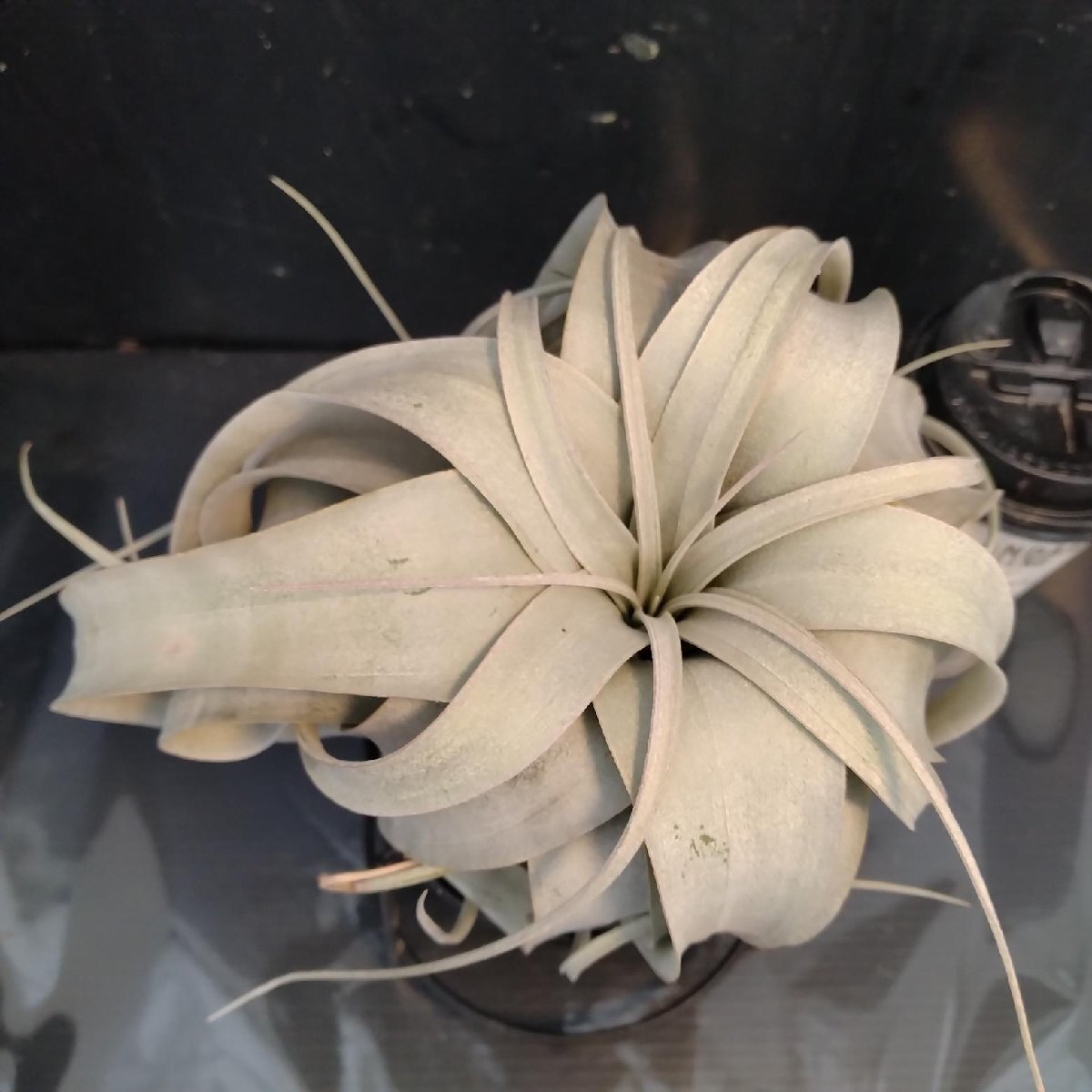 8494 「エアプランツ」Tillandsia xerographica キセログラフィカ　 抜き苗【最新到着・air-plants・美株・チランジア】_画像3