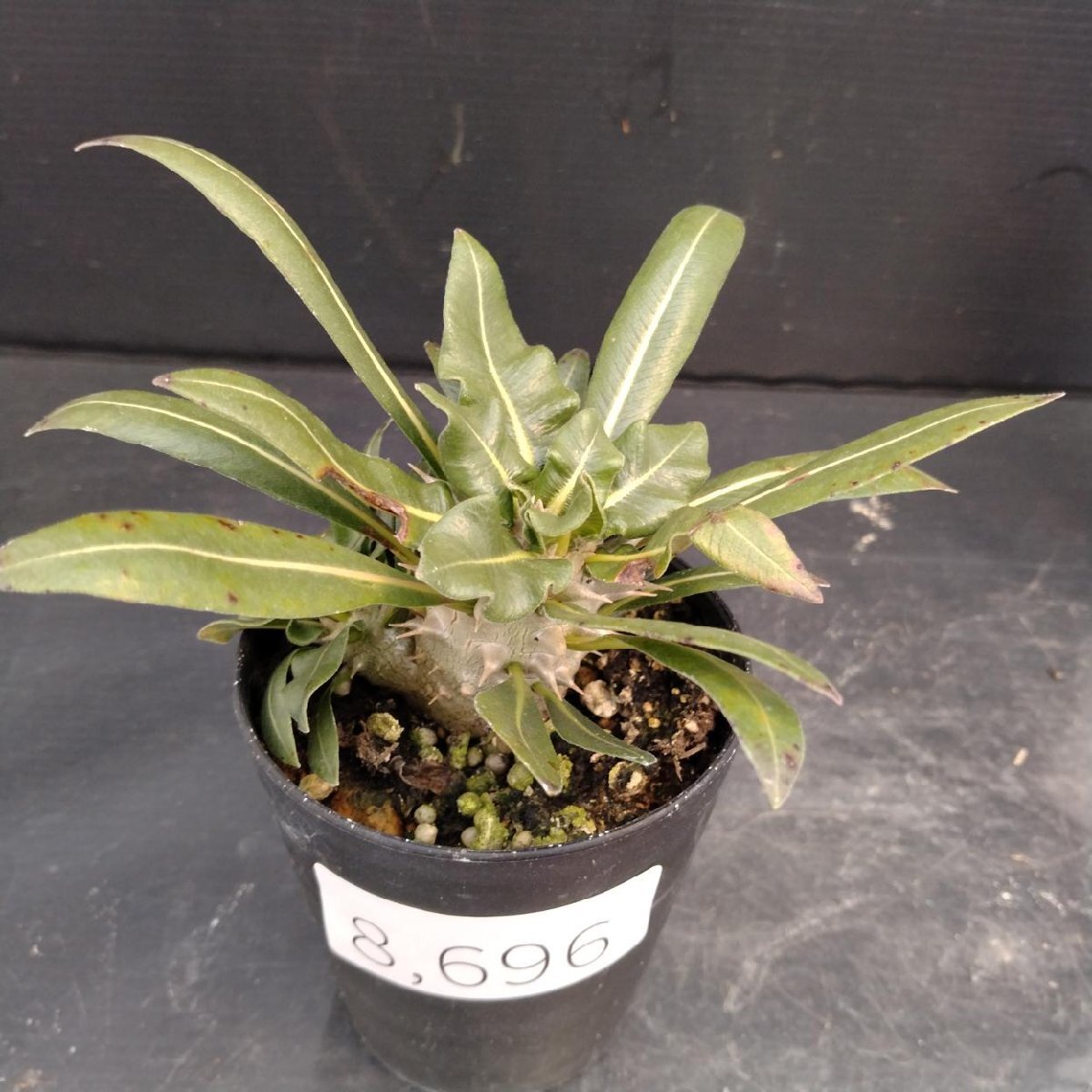 8696 「実生」パキポディウム品種不明 波打ち葉【現品・種から発芽・発根・Pachypodium・多肉植物・葉落ちします】_画像1