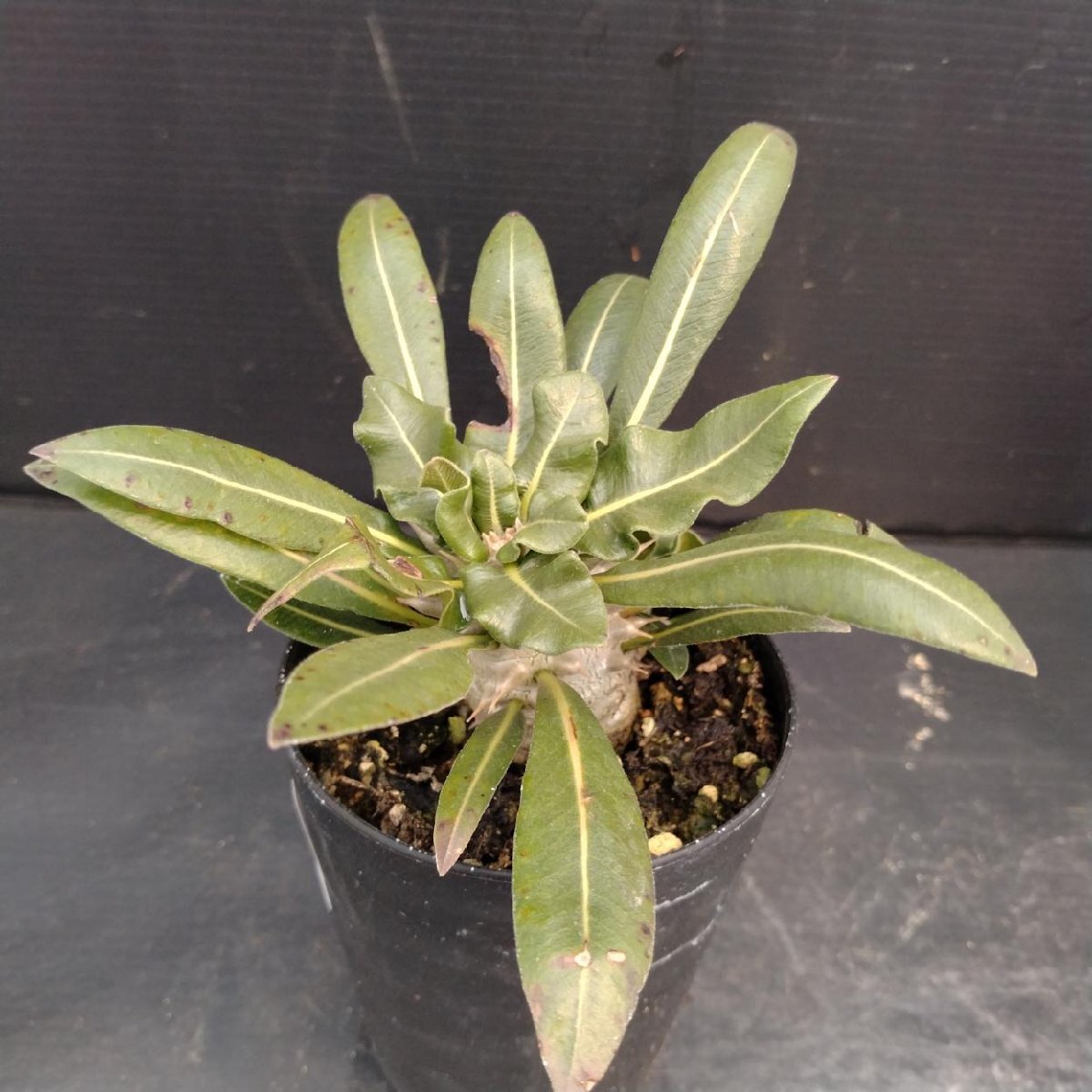 8696 「実生」パキポディウム品種不明 波打ち葉【現品・種から発芽・発根・Pachypodium・多肉植物・葉落ちします】_画像3