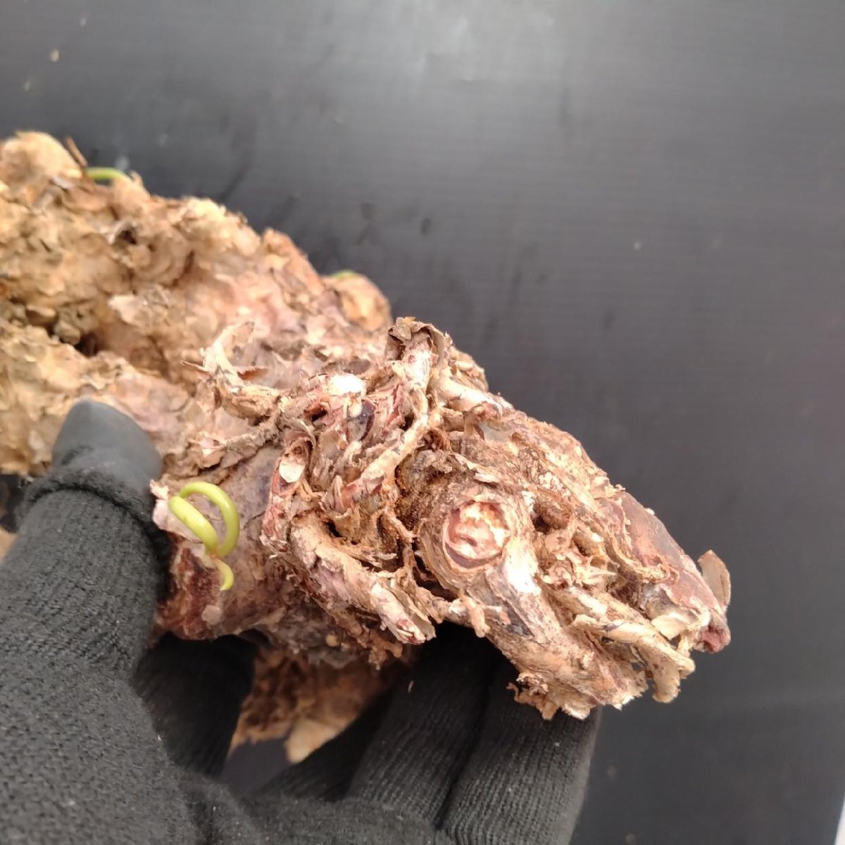 8411 「塊根植物」チレコドン レティキュラータス 抜き苗【最新到着・多肉・Tylecodon reticulatus・万物想 ・枯枝・折枝アリ】の画像5